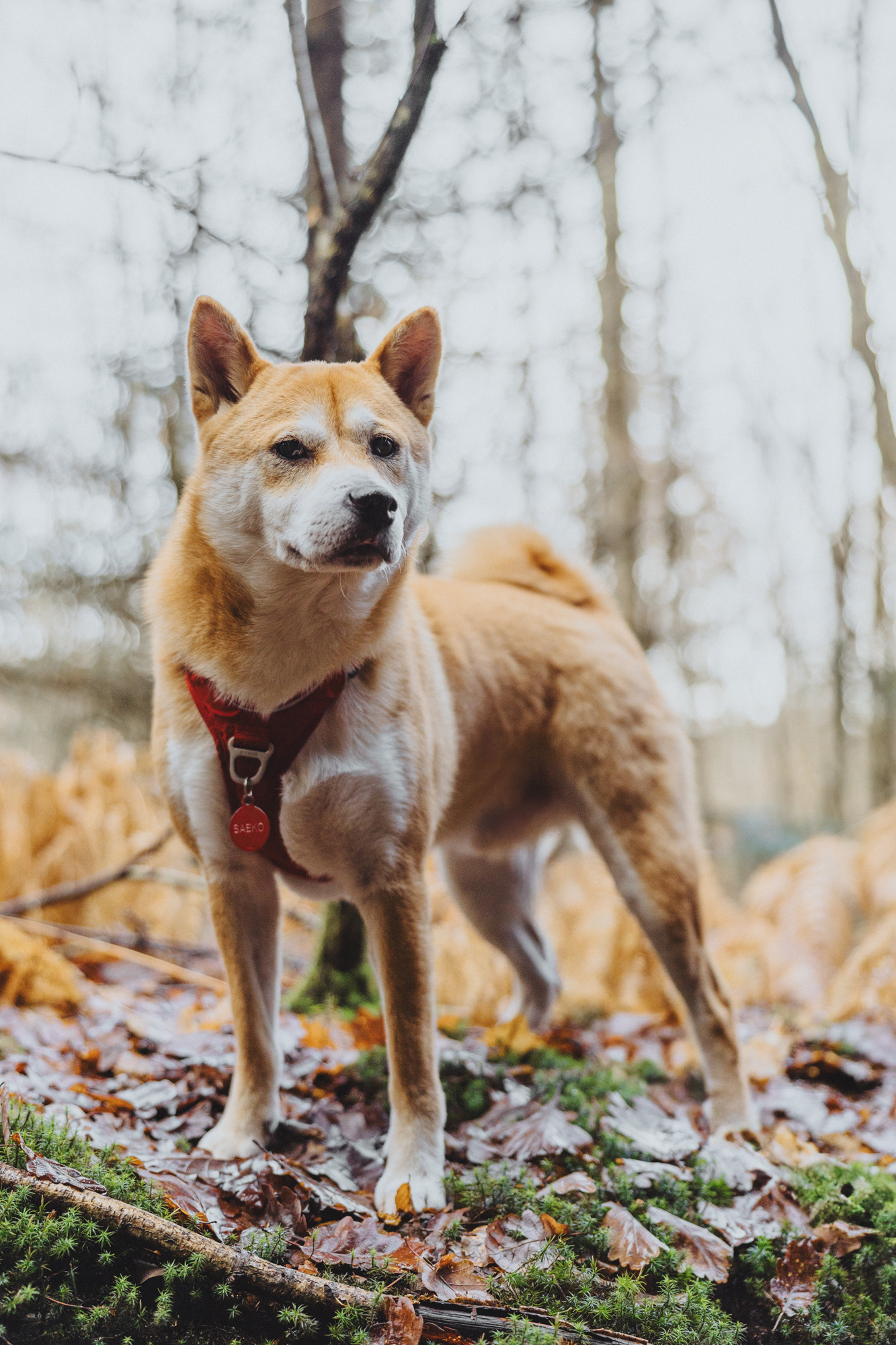 Photographe animaux 1 Photographe animaux de compagnie