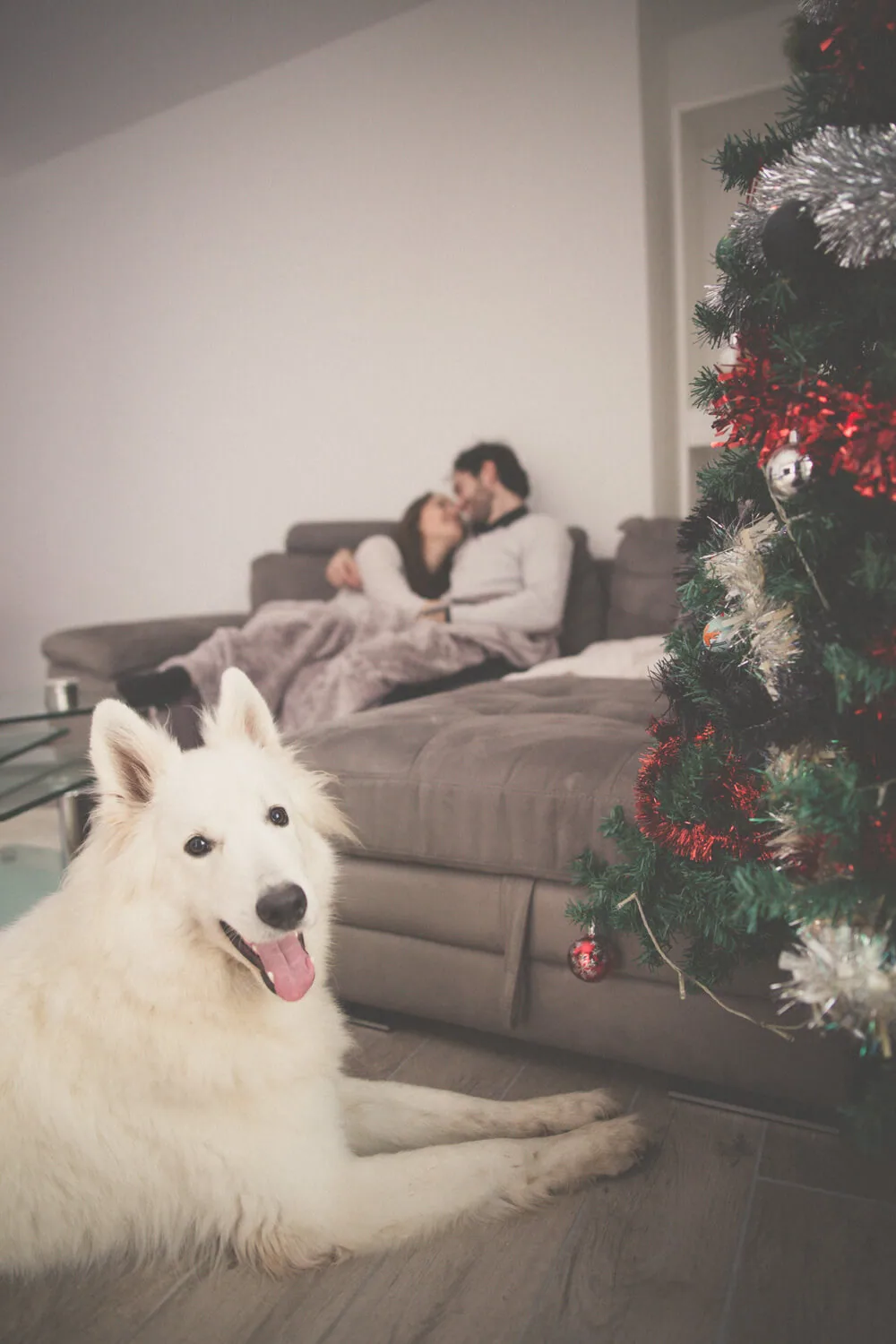 Bon cadeau animaux