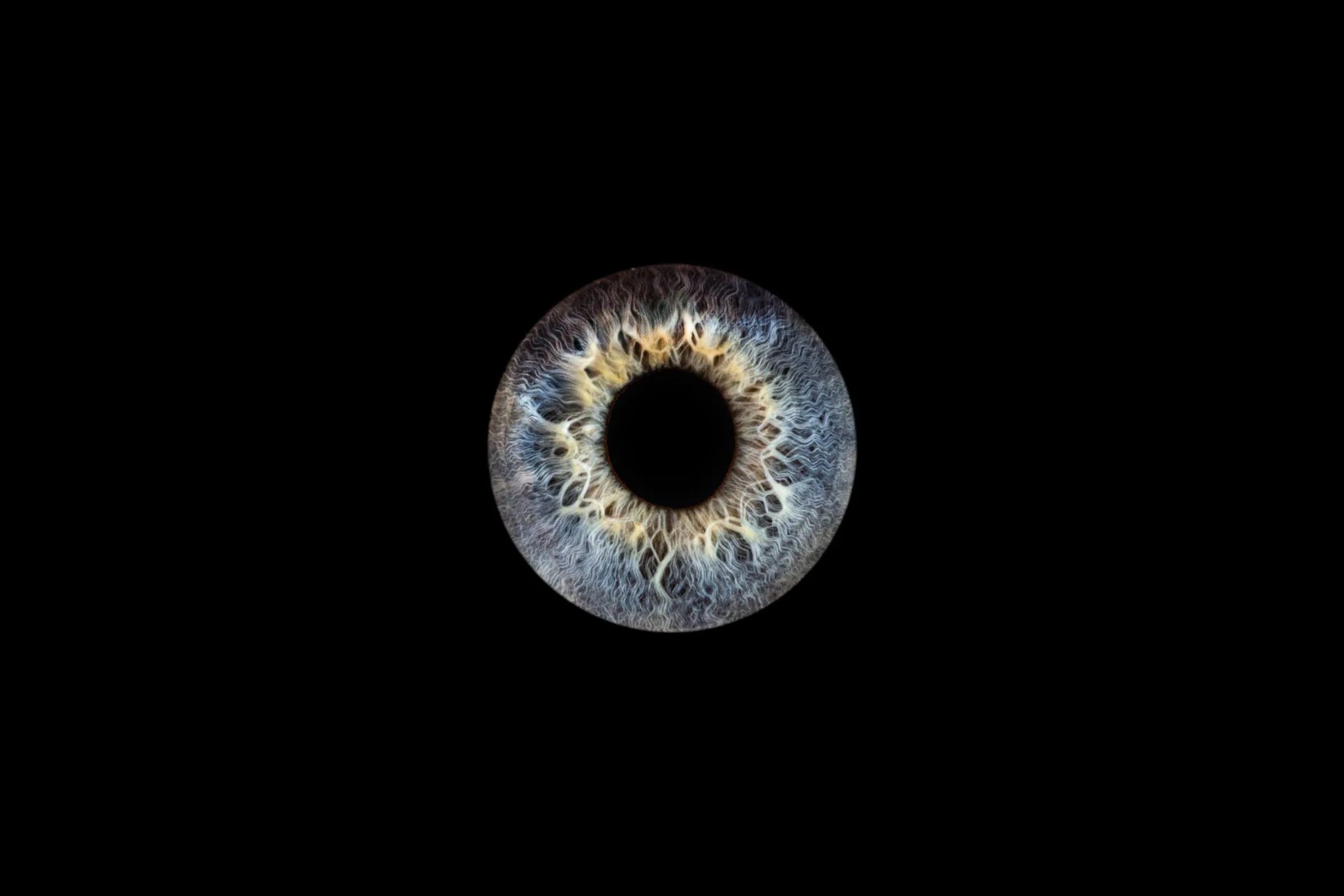 Photographie macro d'iris — Studio Instant de Vie